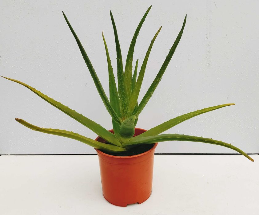 Plantas Aloe Vera de vários tamanhos