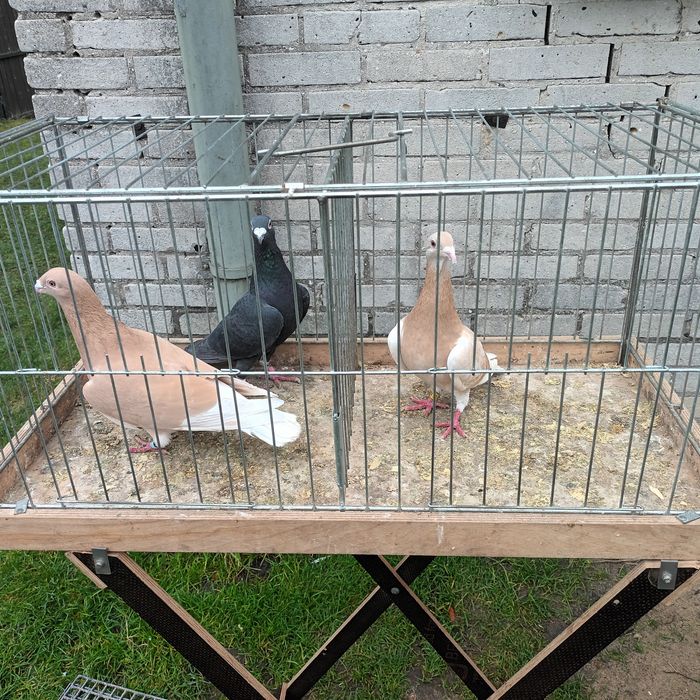 Sprzedam gołębie jasne i pocztowe