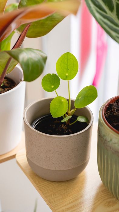 Pilea Peperomioides - Planta chinesa do dinheiro