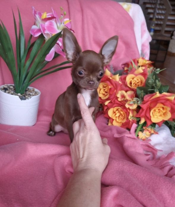 Piesek Czekoladowy Chihuahua!
