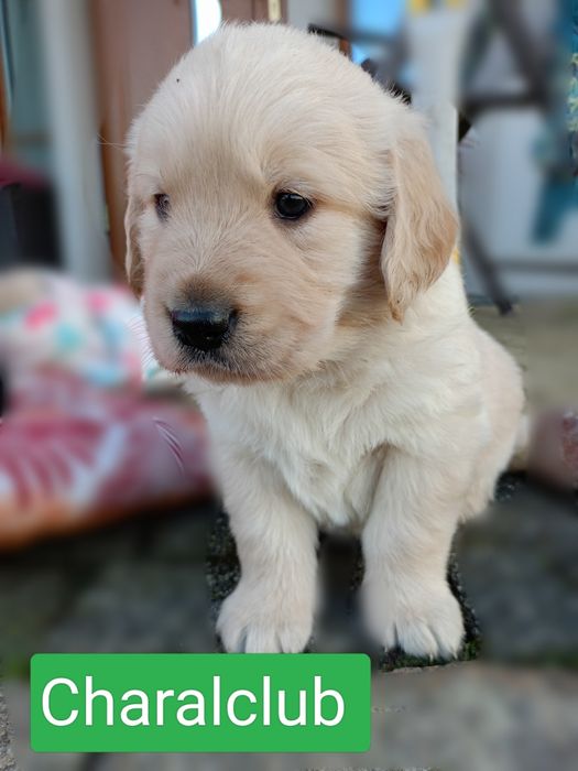 Golden Retriever po Championach