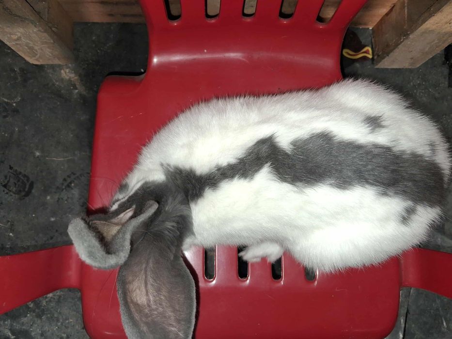 Samiec Olbrzym Srokacz Niebieski OSN