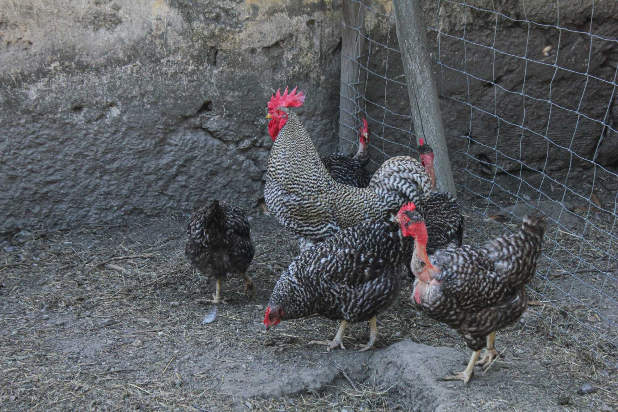 Ovos caseiros de raças portuguesas, venda à porta!