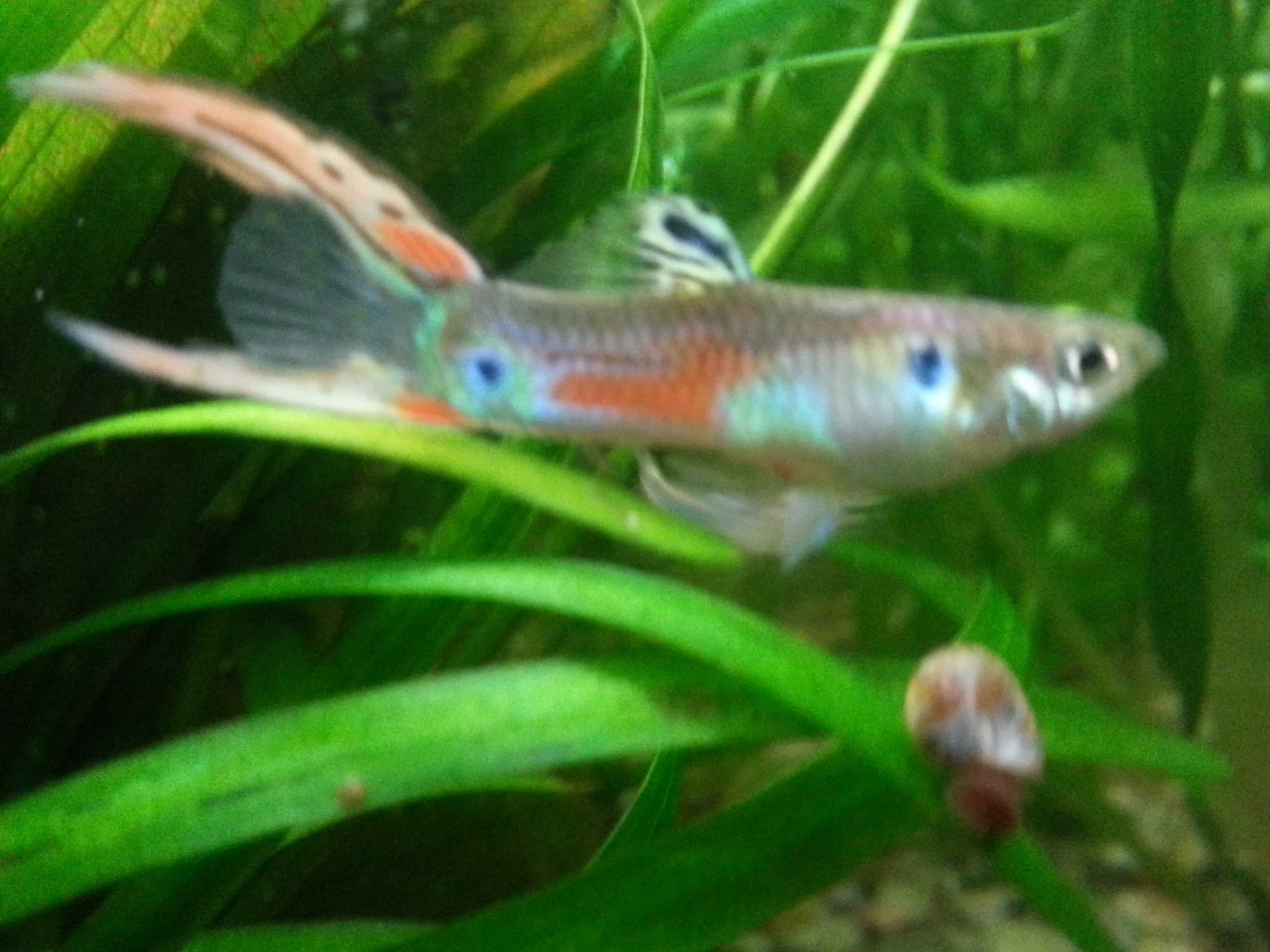 Narybek gupika- mix