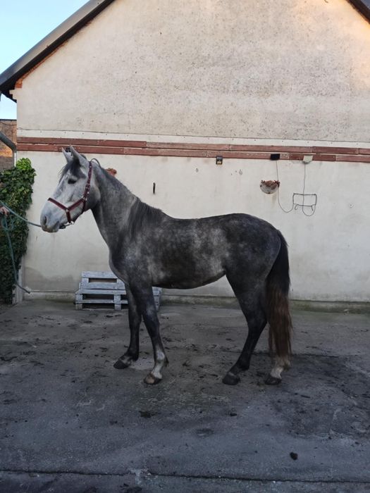 Sprzedam klacz 2 lata