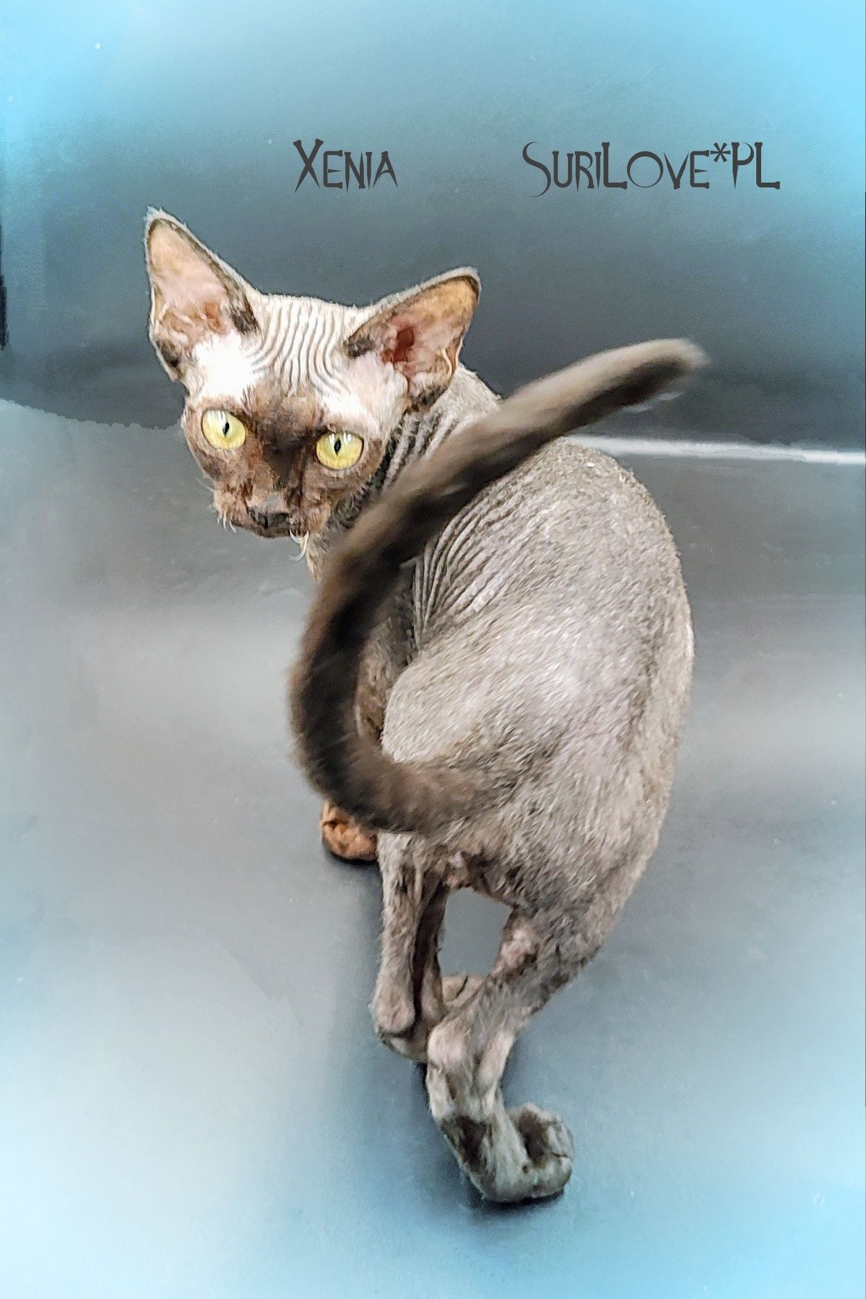 Devon rex Xenia - miniaturowa czarna pantera