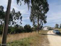 Terreno Urbanizável na Costa Barrenta-Pedreiras, Juncal