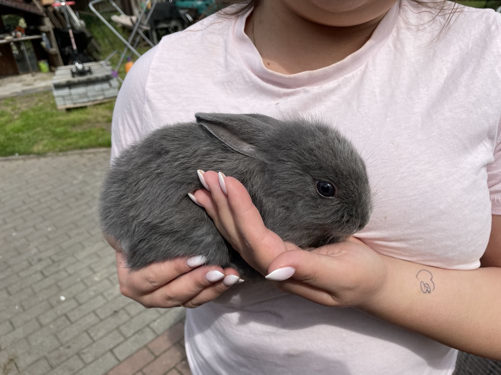 Królik miniaturka
