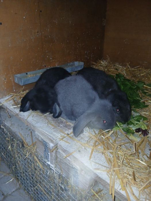 Baran Francuski 3 miesięczne maluchy