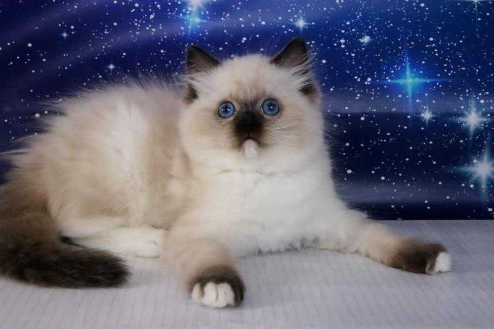 Чудовий котик регдол, забарвлення-чорний міттед. Очі яскраві сині.