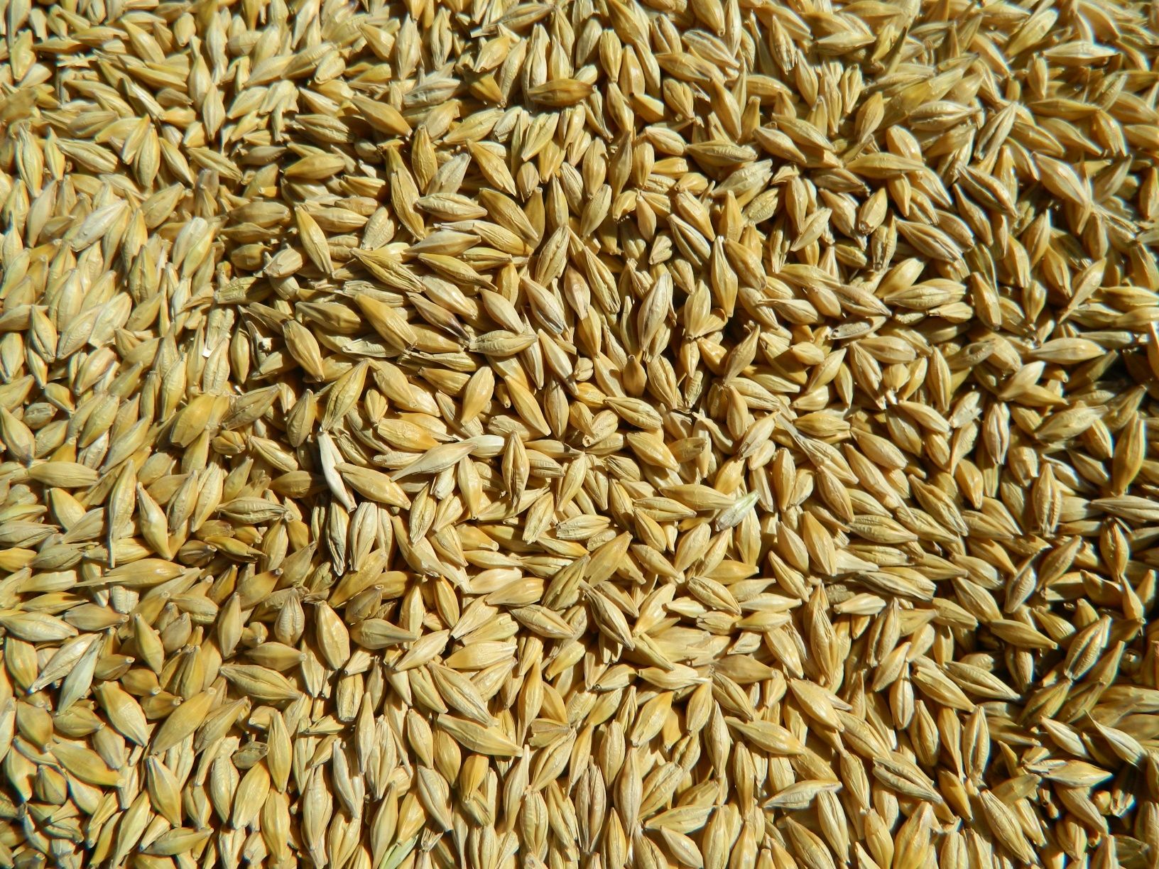 Продам пшеницю, ячмінь