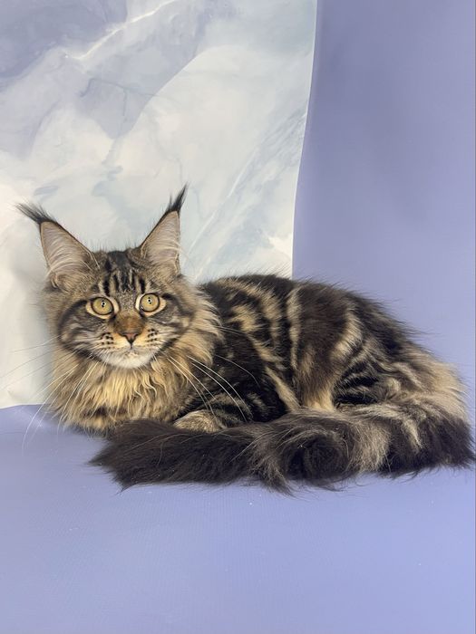 Мейн кун дівчинка 4 місяці