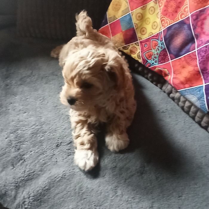 Maltipoo F1-chłopczyk*małopolska