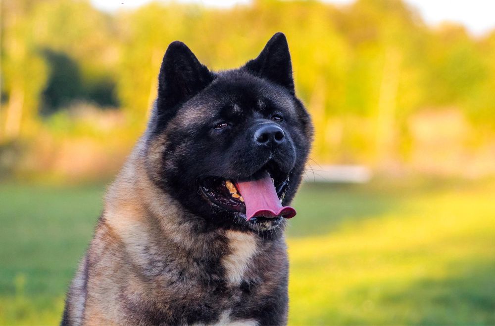 Американська Акіта КСУ шикарний кобель для вʼязки