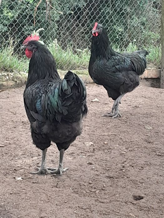 Кури Джерсінський гігант