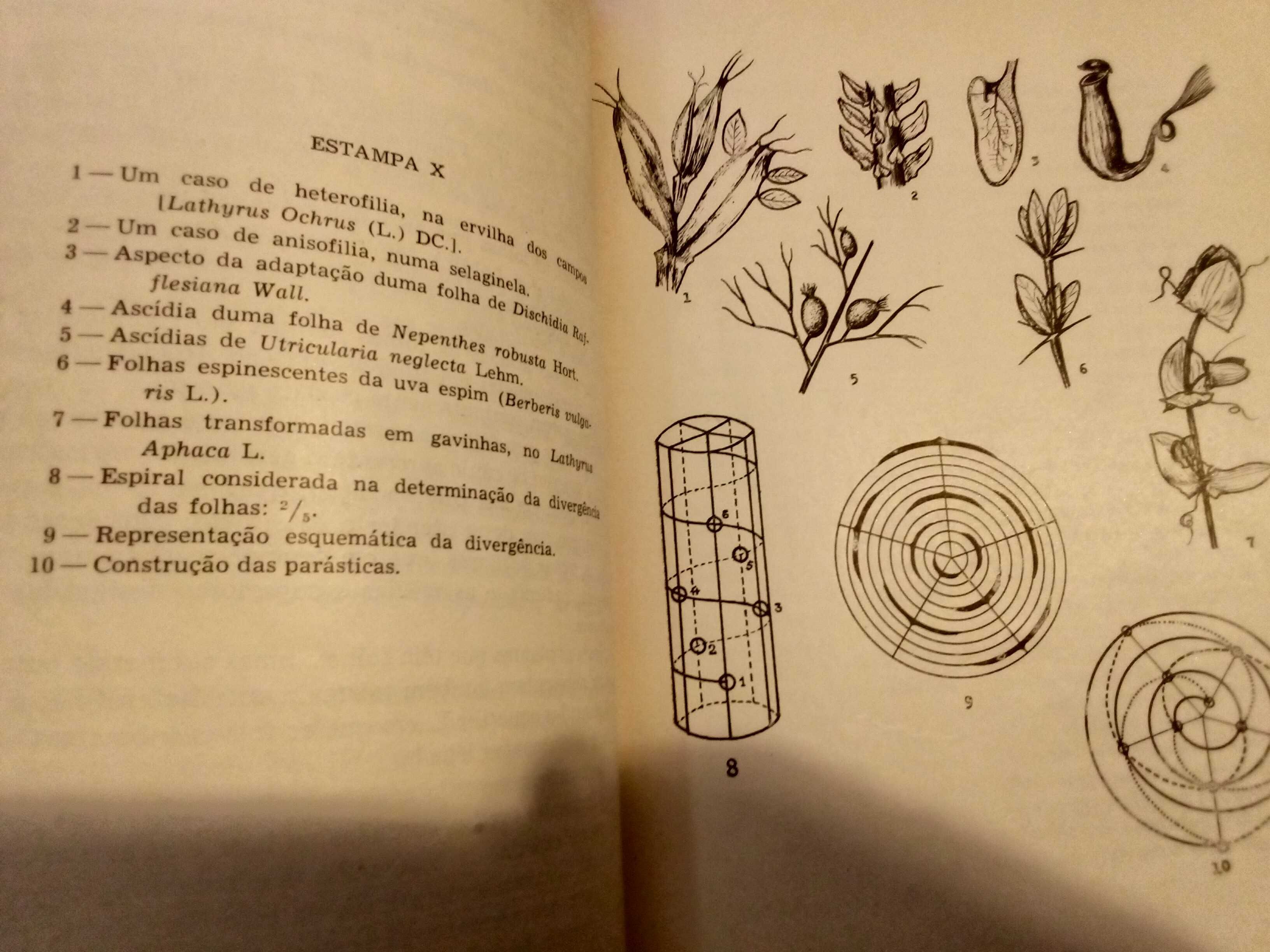 Noções sobre a Morfologia externa das plantas superiores