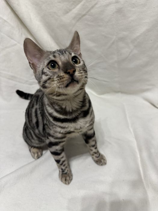Bengal Blanco – 5 miesięczny kocur, Silver Spotted Tabby z rodowodem