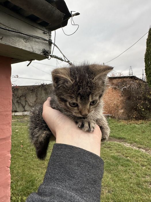 Віддам кошенят у добрі руки