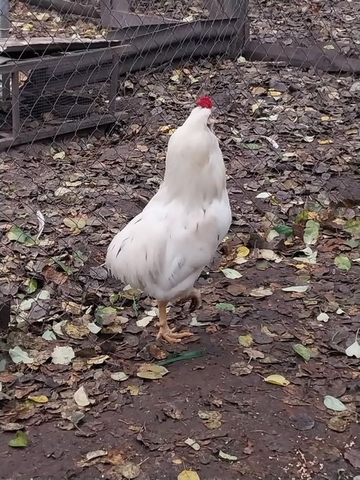 Продається гарний півень помісь араукана