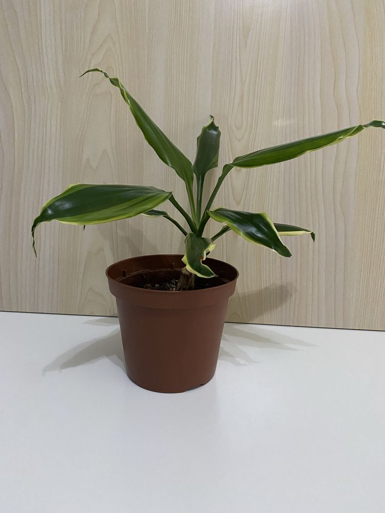 Planta Pau d’Água | Dracaena fragrans