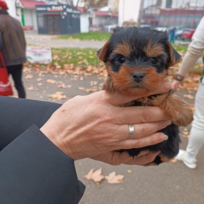 Продам щенков Йорка