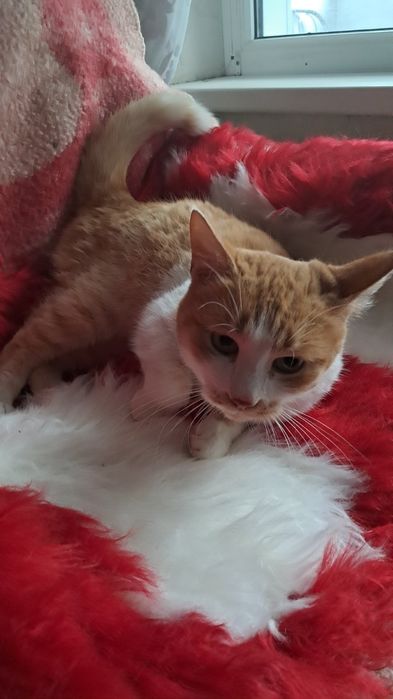 Отдам даром в добрые руки рыже-белую кошечку