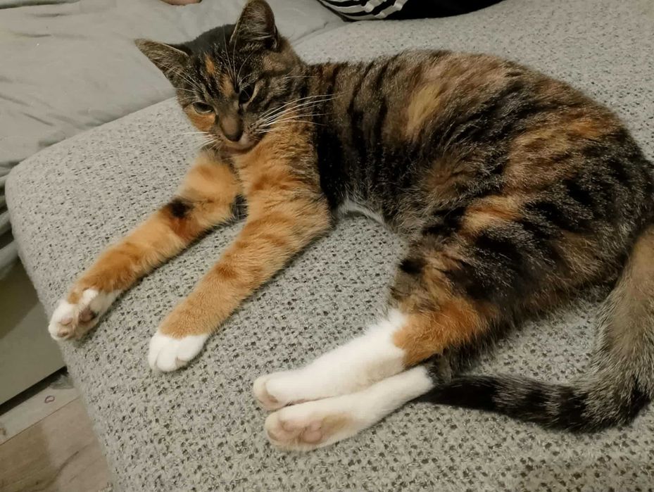 Koteczka Megan szuka domu