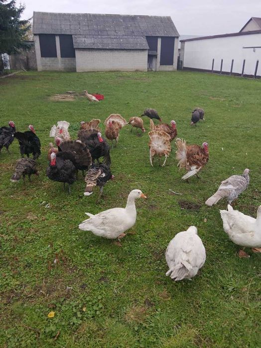 Indyki z wolnego wybiegu