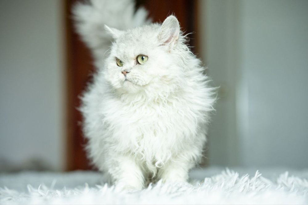 Koteczka selkirk rex