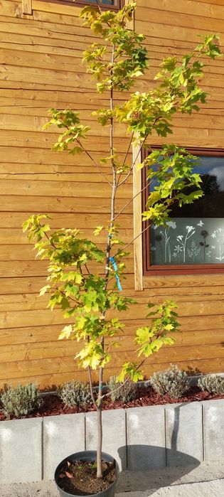 Klon żółty / Acer platanoides Gold