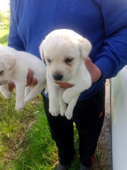 Продам цуценят лабрадорів питомник