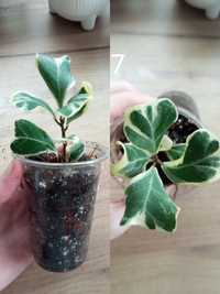 Ficus fikus triangularis variegata sweetheart ukorzeniony