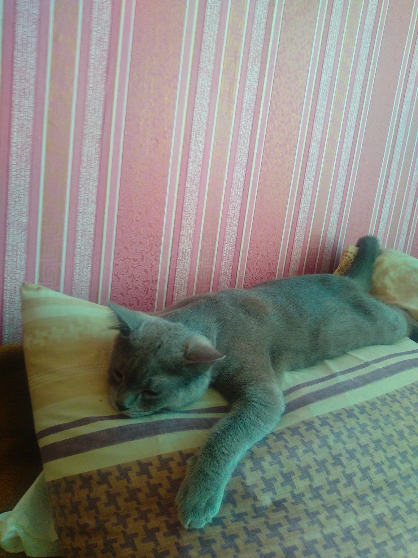 Шукаємо кішечку .