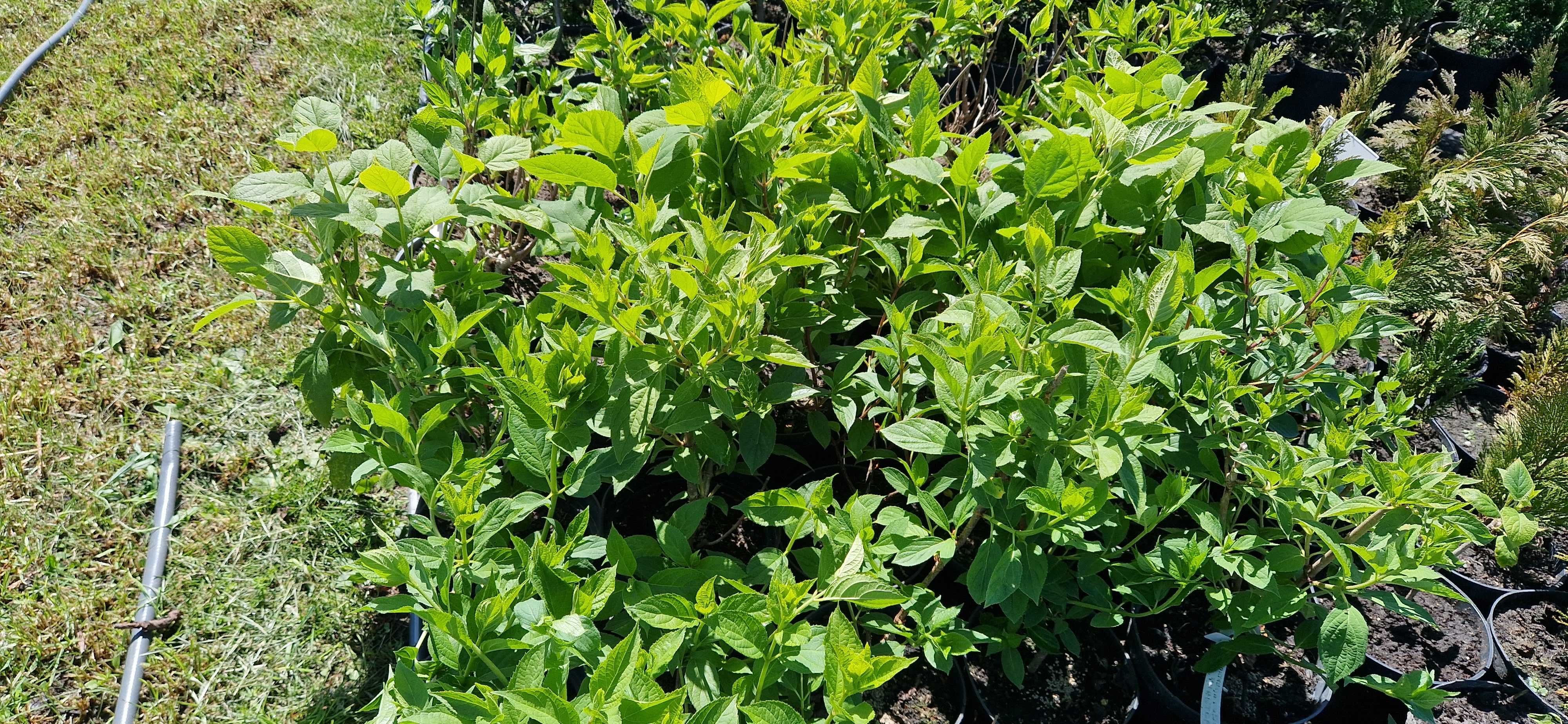 Hortensja Bukietowa Polar Bear, Phantom,Grandiflora