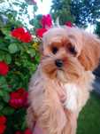 Maltipoo maltańczyk & pudel toy - suczka