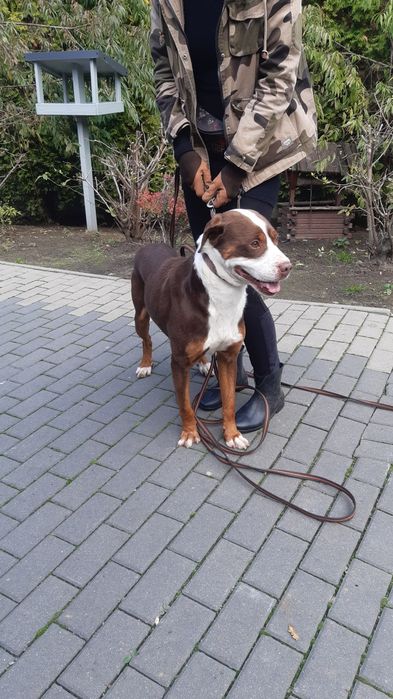 Śliczny młody piesek Dexter do adopcji ze schroniska.