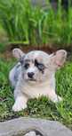 Welsh Corgi Cardigan