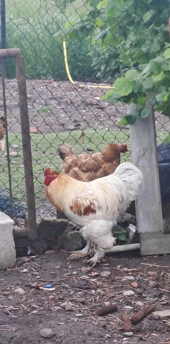 Kogut brahmy półtoraroczny