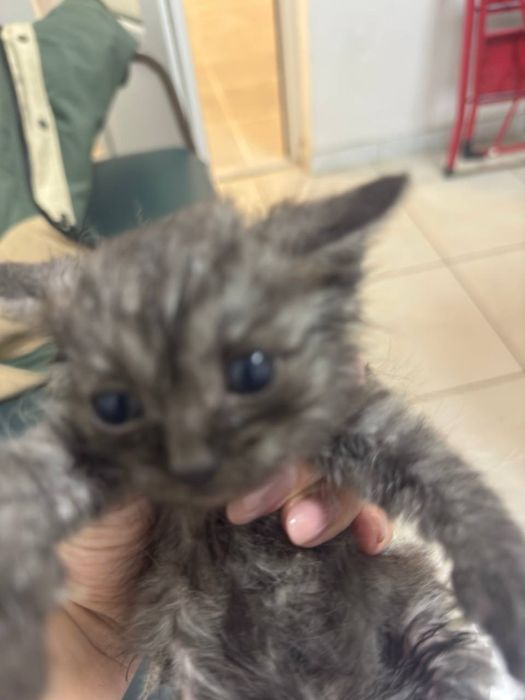 Віддаю котенят в хороші руки