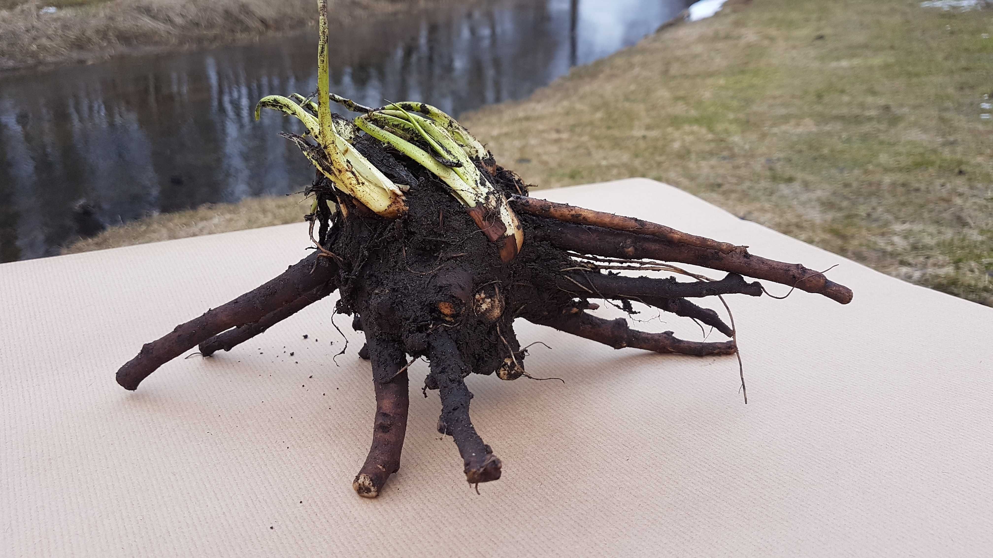 Żywokost lekarski Sadzonka sadzonki