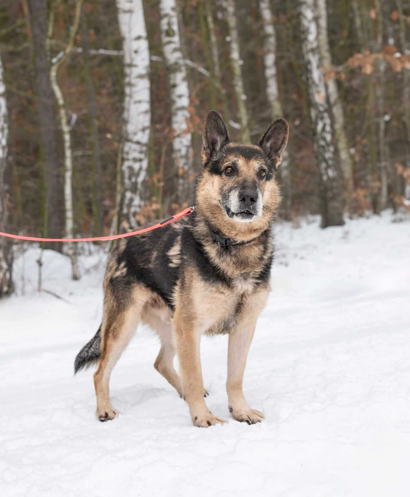 BARYCZ ułożony, spokojny psiak w typie owczarka prosi o dom 9l.28kg