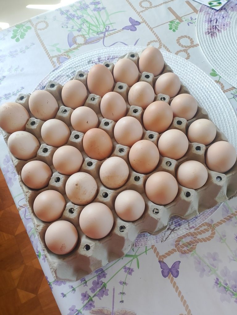 Jajka wiejskie od młodych kurek