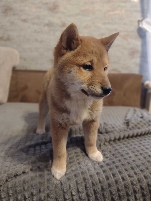 Shiba Inu piesek
