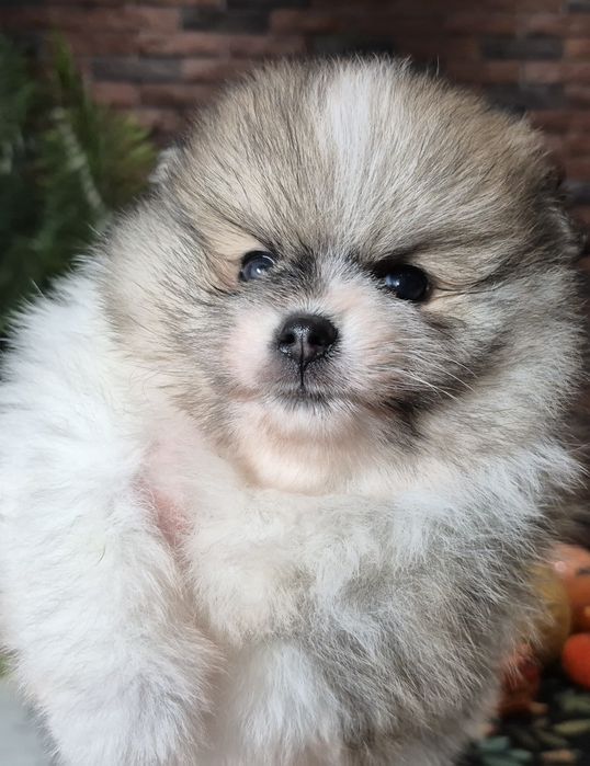 szpic miniaturowy pomeranian chłopiec