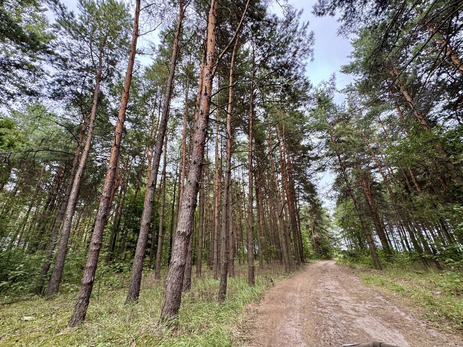 Ділянка з виходом в Сосновий ліс, власний вихід на Озеро с.Ходосівка