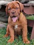 Dogue de Bordeaux FCI