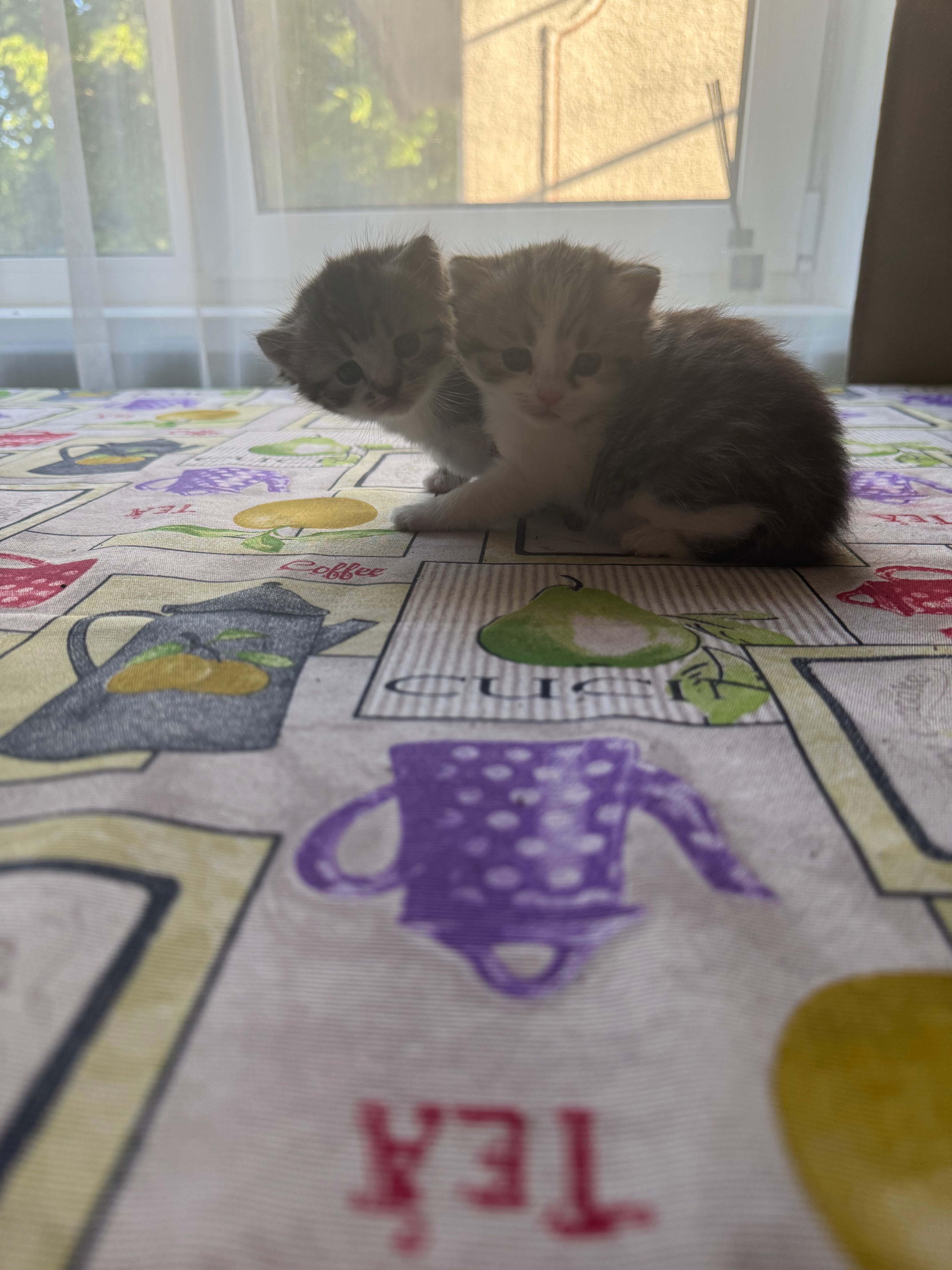 Чий котик? Знайдено р-н Жучка