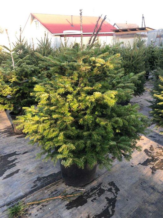 Новорічна Ялиця Нордмана, 140-160 см. Ялинки в горщиках