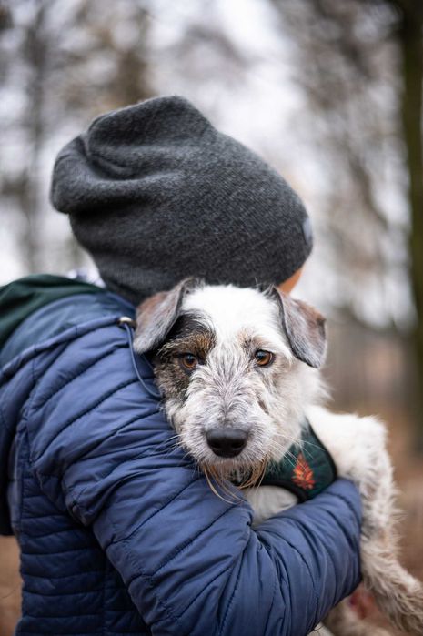 Klara - wrażliwa, piękna szorściaczka do adopcji.