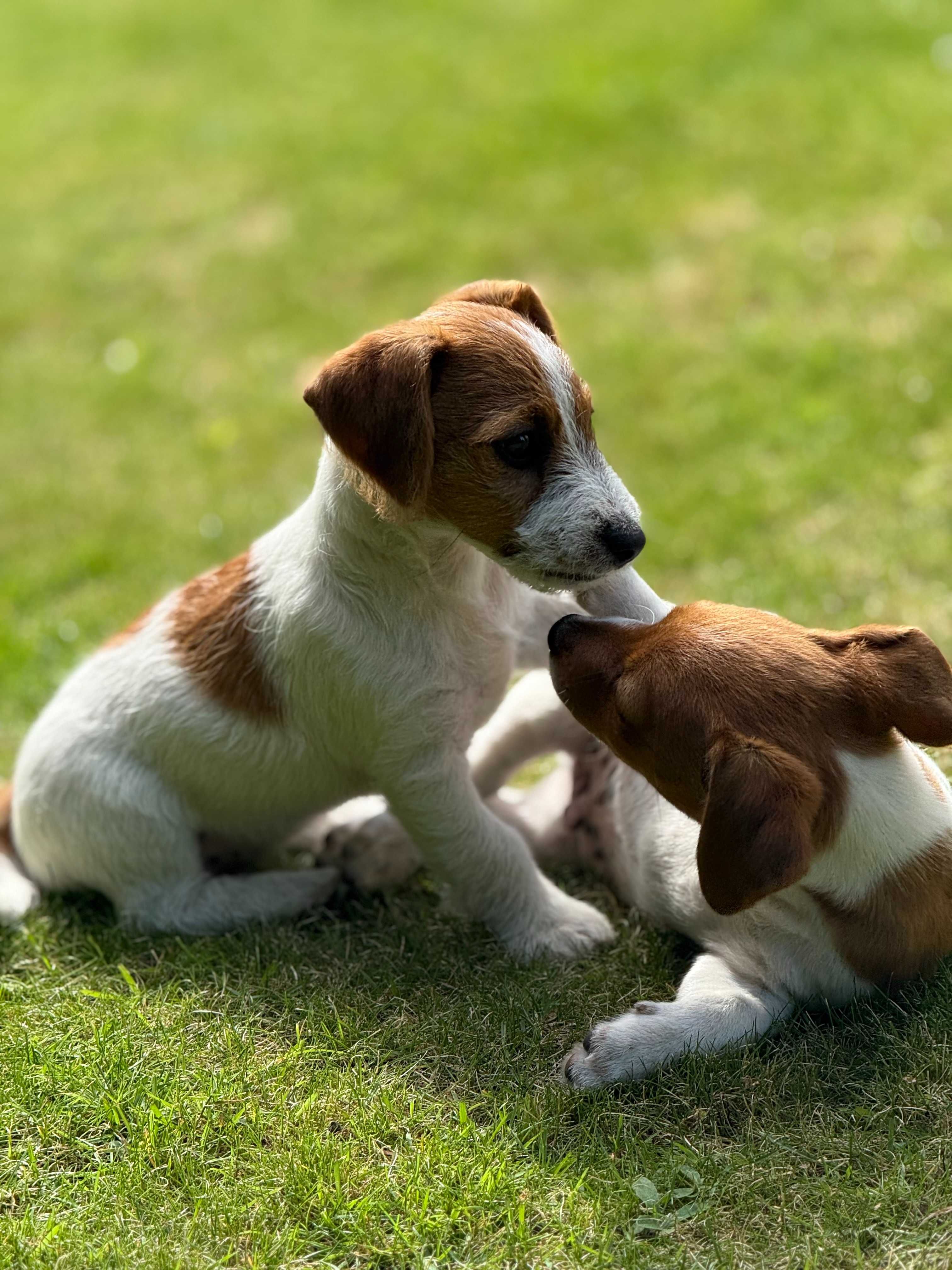 Jack Russell Terrier ROKO #S M A R T I E  J  A C K S# rodzice FCI/ZKwP